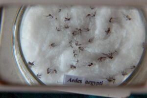 Goiás tem a segunda maior taxa de incidência de dengue do Brasil