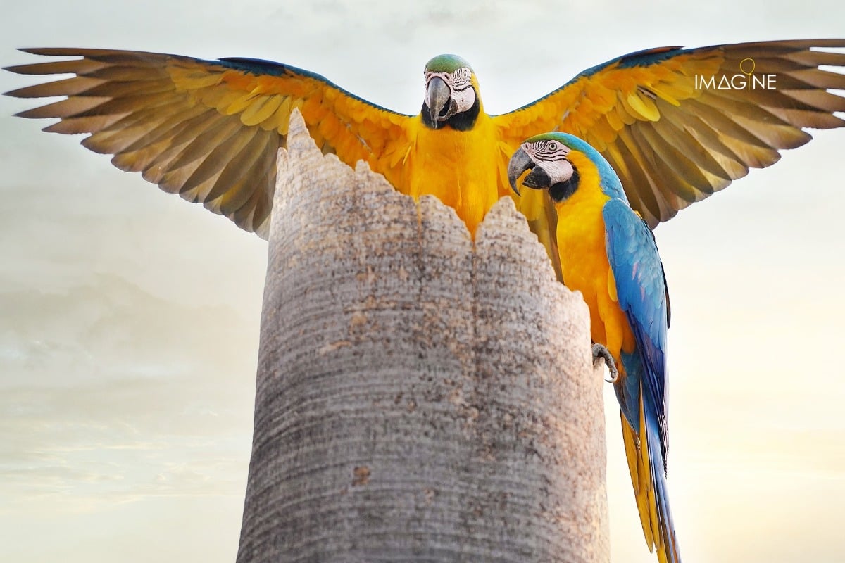 Goiano de Iporá vence concurso de “Melhor Fotografia de Natureza do Brasil”