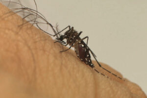 Goiás emite alerta sanitário após registrar recorde de casos de chikungunya