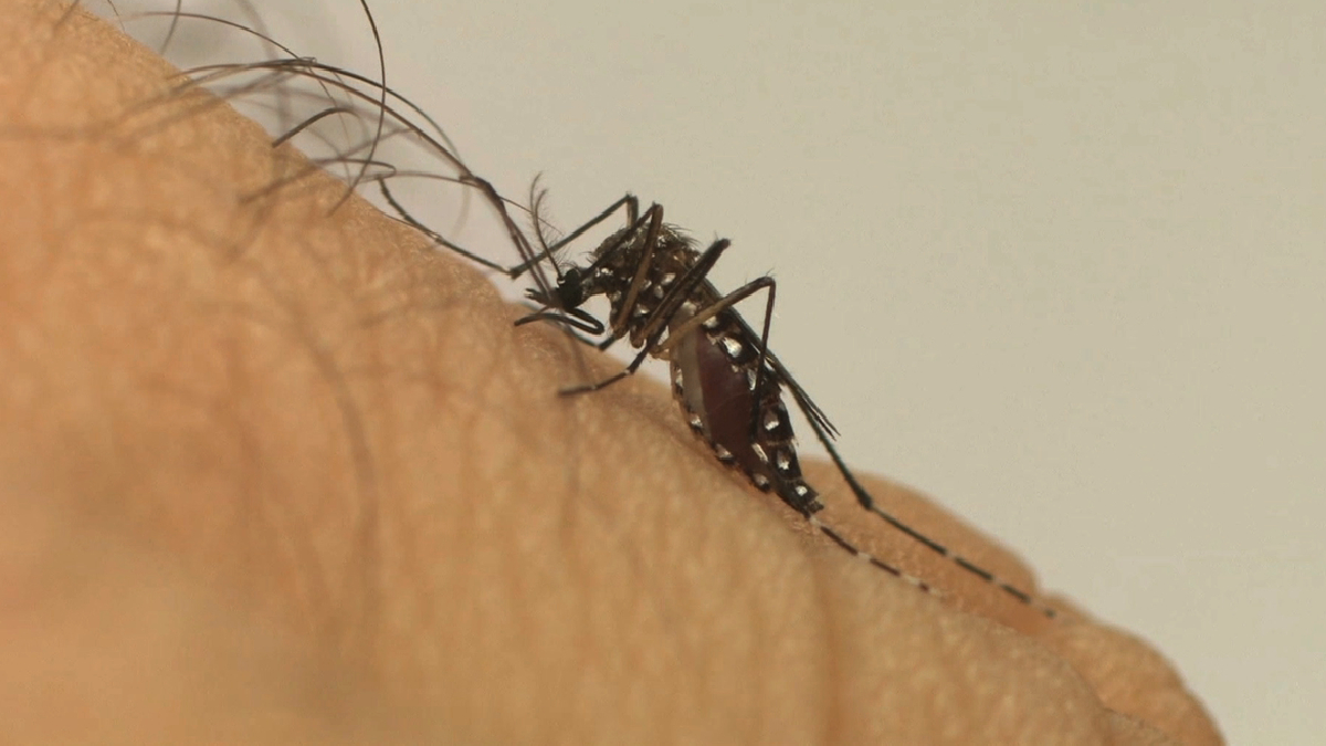 Goiás emite alerta sanitário após registrar recorde de casos de chikungunya