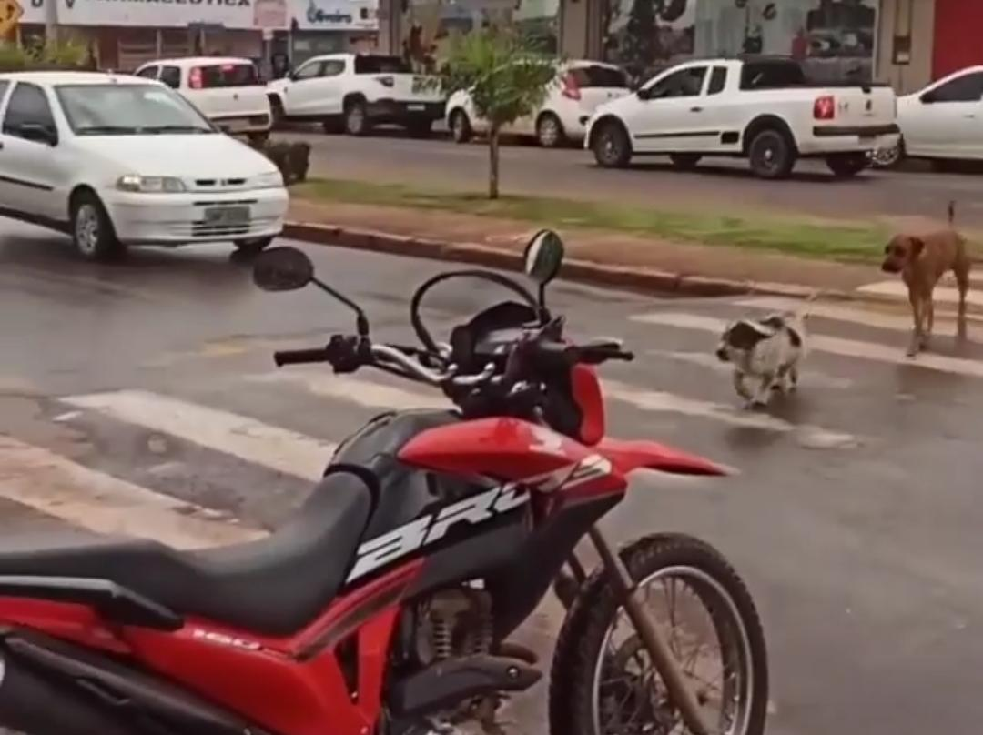 Cães esperam motoristas parar e atravessam na faixa de pedestre em Porangatu (Reprodução/Vídeo)