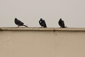 Detentos do presídio de Formosa tentaram usar pombos para trocar bilhetes e se comunicar com presos de outras alas. (Foto: divulgação/DGAP)