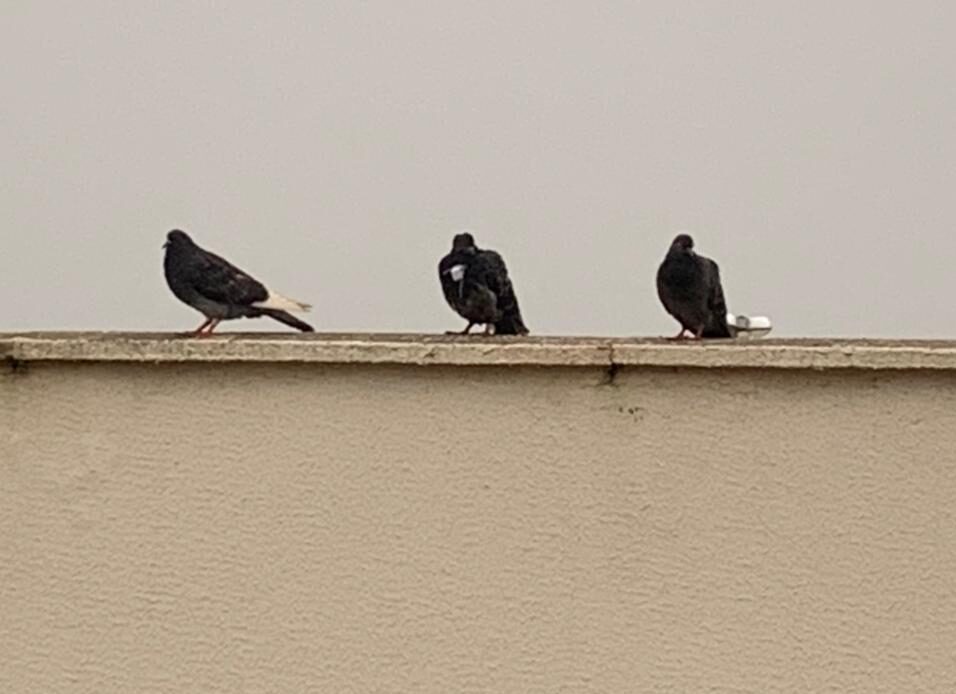 Detentos do presídio de Formosa tentaram usar pombos para trocar bilhetes e se comunicar com presos de outras alas. (Foto: divulgação/DGAP)