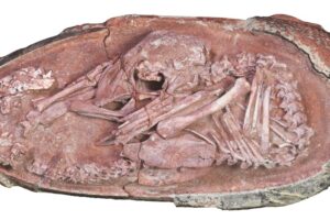 Bebê dinossauro prestes a nascer é encontrado em ovo de 66 milhões de anos