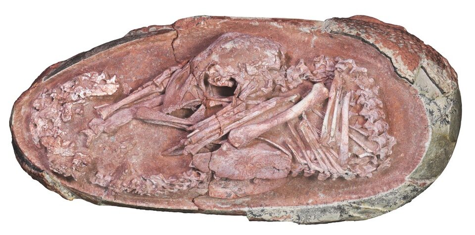 Bebê dinossauro prestes a nascer é encontrado em ovo de 66 milhões de anos