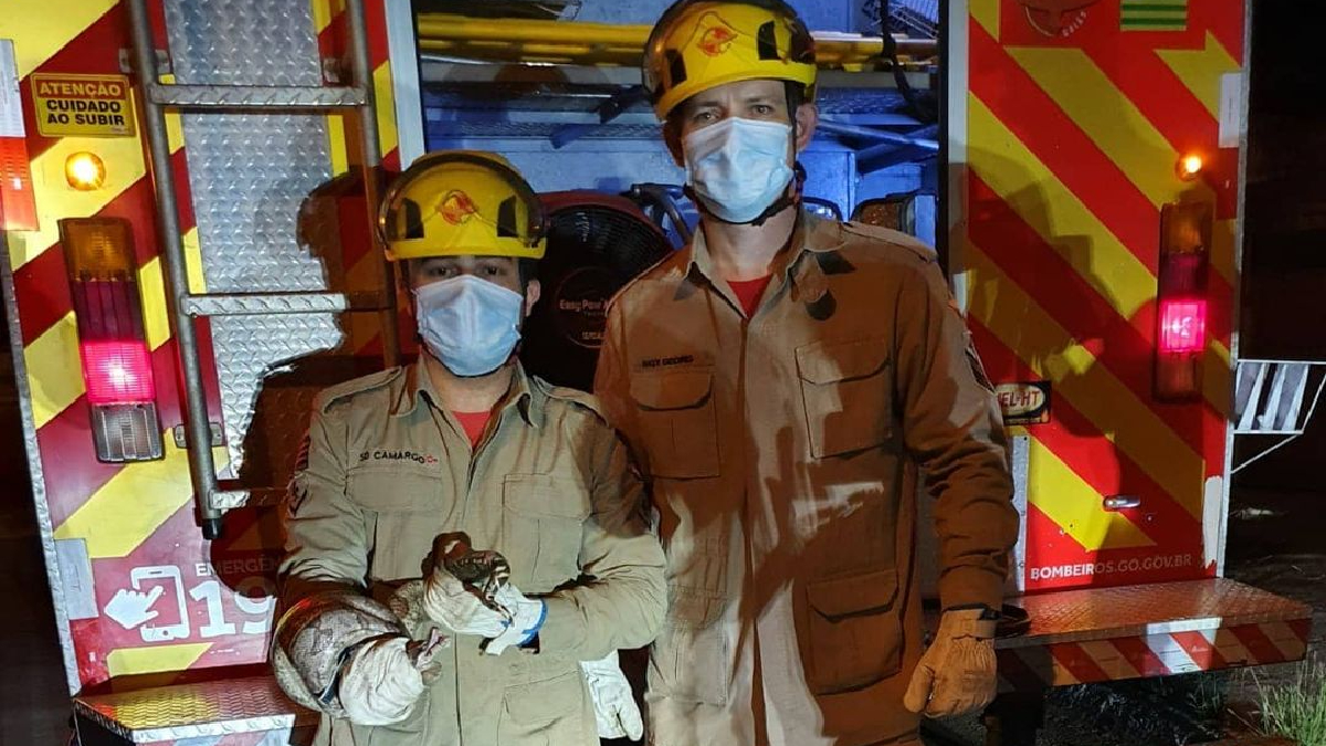 Durante a noite, quando o carro estava estacionado em via pública, um vizinho viu a cobra rastejando pela rua. Aos bombeiros, o morador disse que acredita que ela tenha sido atropelada.
