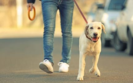 Calor provoca incômodo e pode causar hipertermia no animalzinho Veja dez dicas para aliviar o calor do pet no verão