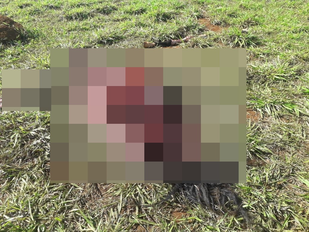 Um casal de chacareiros teve uma surpresa extremamente desagradável ao encontrar a carcaça de um cavalo morto em sua propriedade, em Goiânia.