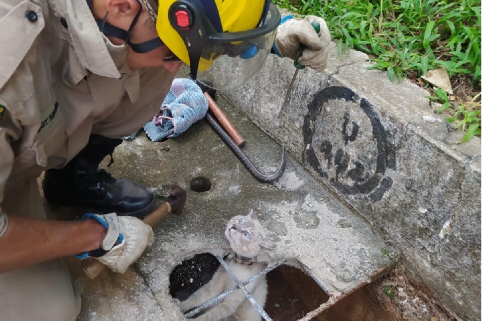 Gato ficou com pescoço totalmente preso em tubulação e foi resgatado por bombeiros, em Goiânia (Foto: CBMGO - Divulgação)