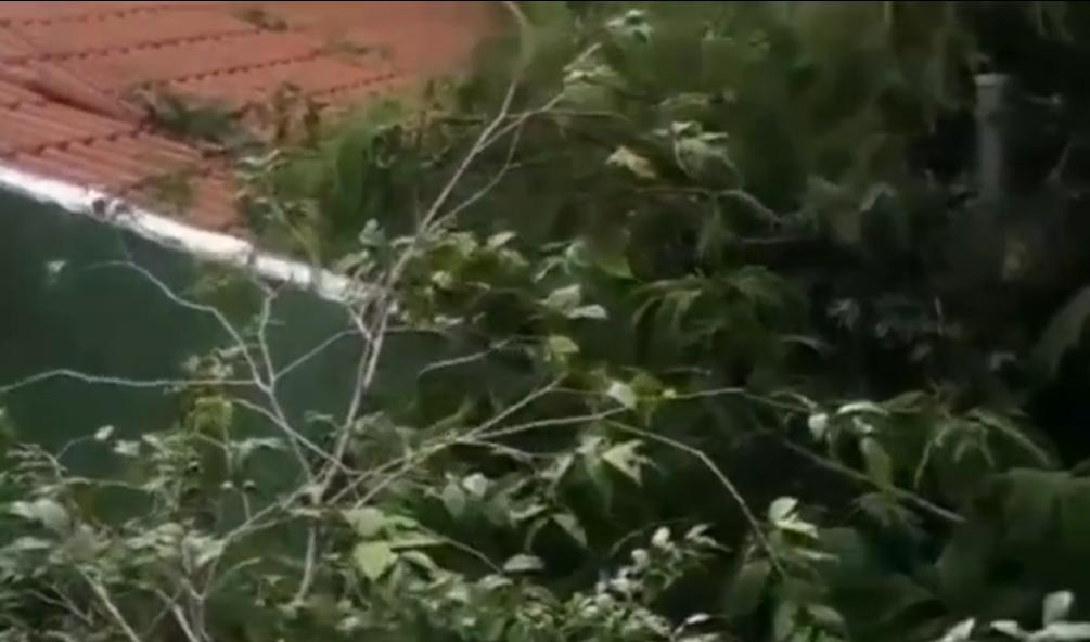 Árvore cai sobre casa no residencial Vale dos Sonhos em Goiânia