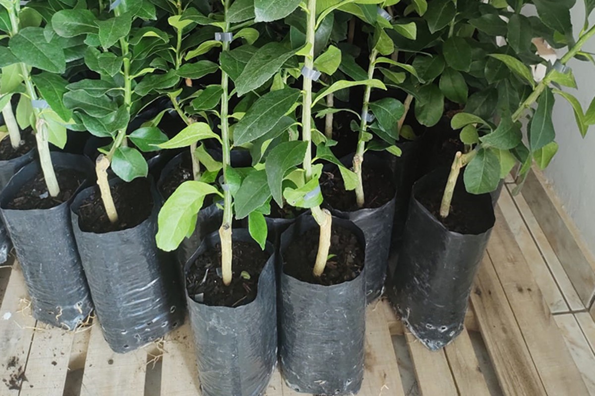 Mudas limão Anápolis