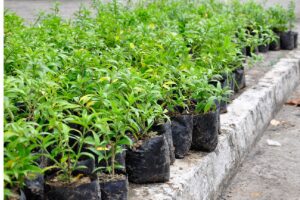 Plantio de árvores homenageará servidores da Justiça de Goiás vítimas da covid (Foto: Divulgação)