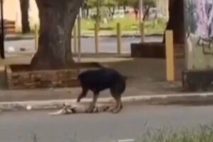 Cão tenta reanimar cachorro que morreu atropelado no Parque Amazônia, em Goiânia