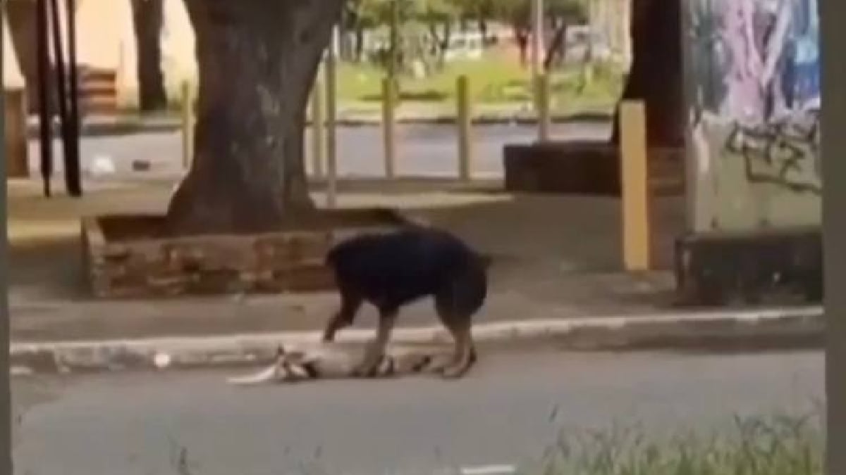Cão tenta reanimar cachorro que morreu atropelado no Parque Amazônia, em Goiânia