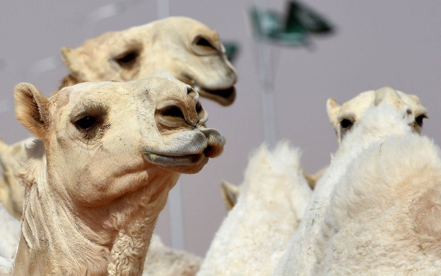 Festival na Arábia Saudita concede prêmio de US$ 66 milhões a vencedor. Concurso de beleza desclassifica camelos por doping com botox