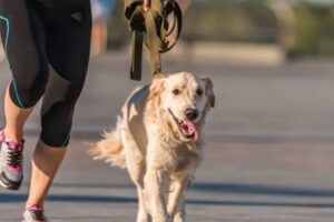 Mulher morde jovem em briga sobre disciplina de cachorros na Alemanha