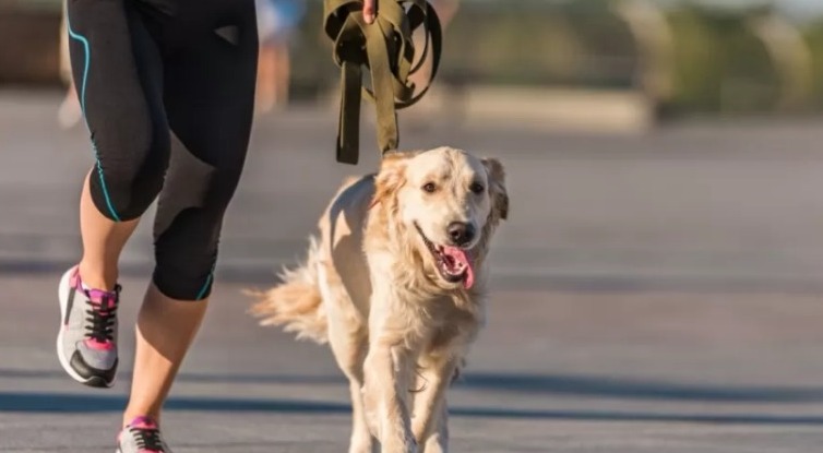 Mulher morde jovem em briga sobre disciplina de cachorros na Alemanha