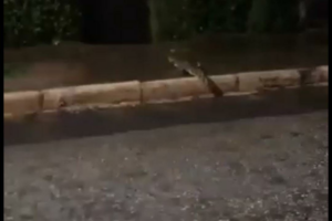 Moradores de Porangatu voltam a conviver com jacaré no meio da rua