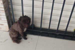 Cachorro tem olho arrancado no Jardim dos Buritis, em Aparecida de Goiânia