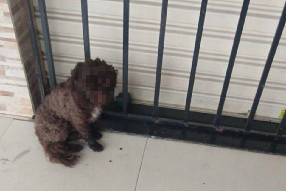 Cachorro tem olho arrancado no Jardim dos Buritis, em Aparecida de Goiânia