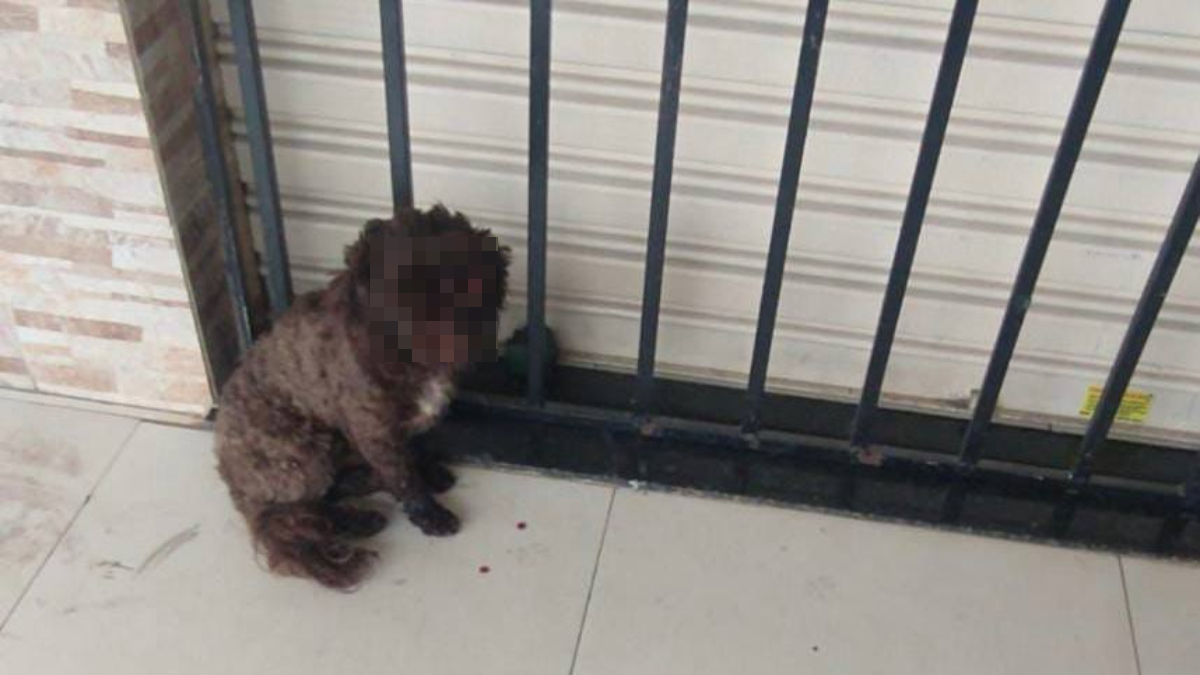 Cachorro tem olho arrancado no Jardim dos Buritis, em Aparecida de Goiânia