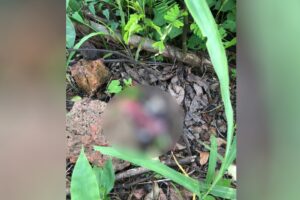 Feto com placenta é abandonado em lote baldio no Setor Faiçalville, em Goiânia