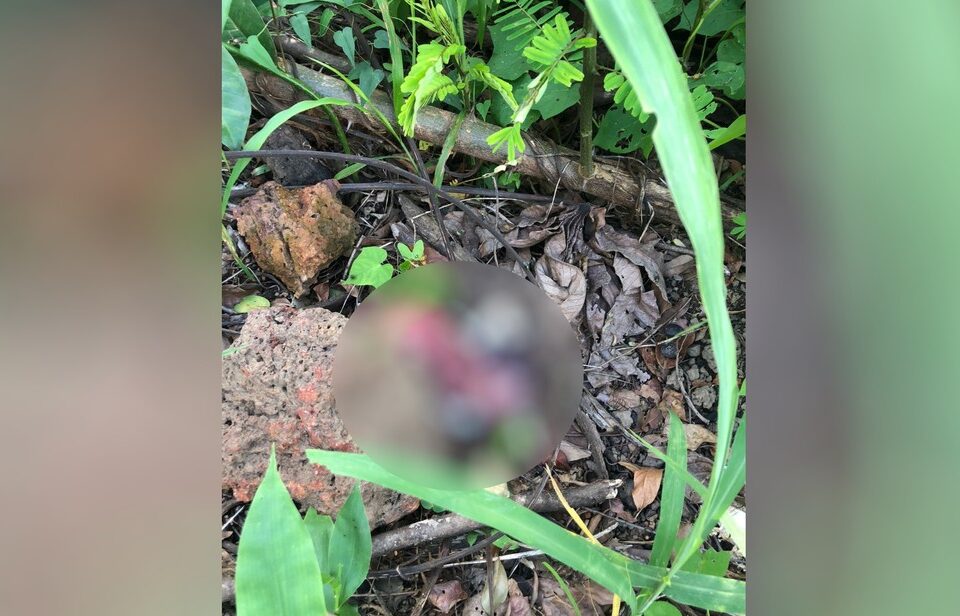 Feto com placenta é abandonado em lote baldio no Setor Faiçalville, em Goiânia