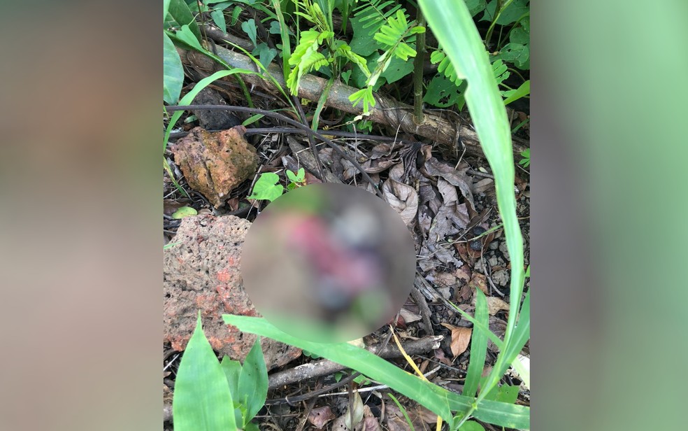 Feto com placenta é abandonado em lote baldio no Setor Faiçalville, em Goiânia