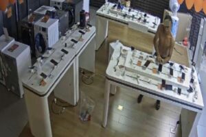 Câmeras flagraram o suspeito, sem camisa, e retirando os aparelhos do balcão. (Foto: Captura)