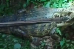 Jacaré é resgatado no quintal de residência em Nerópolis