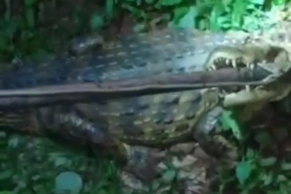 Jacaré é resgatado no quintal de residência em Nerópolis