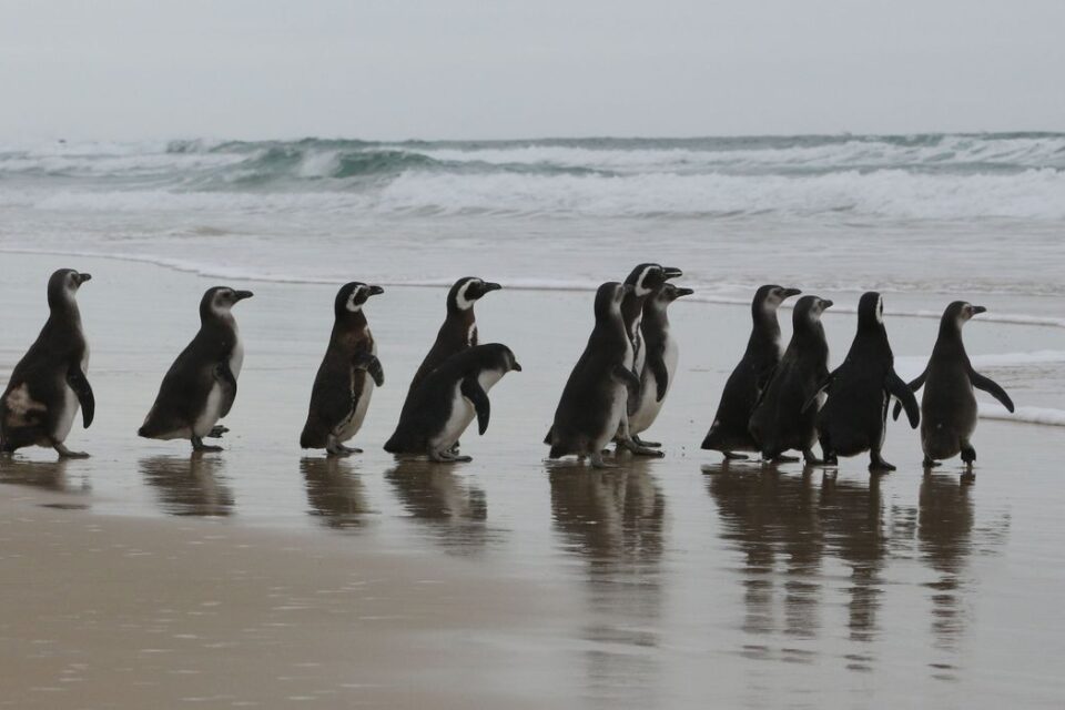 pinguins em reabilitação