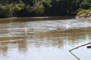 Rio dos Bois: grupo é indiciado por construir chácara em mata ciliar