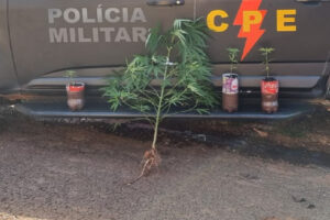 Jovem é suspeito de vender pés de maconha disfarçados de árvore de natal em Jataí
