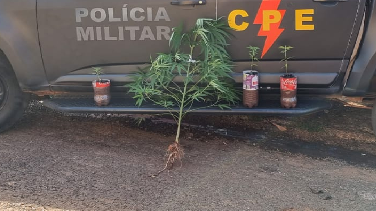 Jovem é suspeito de vender pés de maconha disfarçados de árvore de natal em Jataí