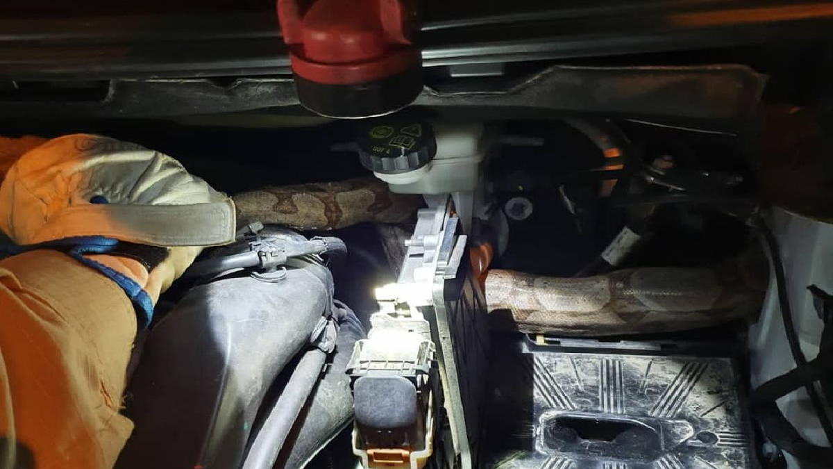 Filhote de jibóia é resgatada ferida de motor de carro no Setor Sudoeste, em Goiânia