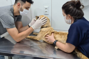 Suspeito de agredir cão com cabo de rodo por ele 'fazer bagunça' é preso em Goiânia