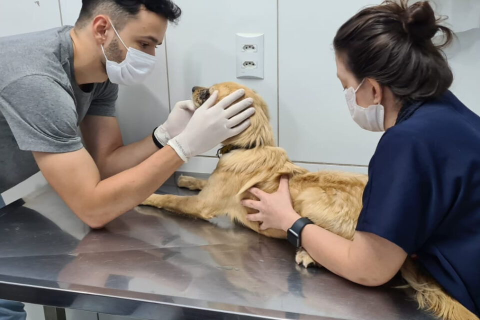 Suspeito de agredir cão com cabo de rodo por ele 'fazer bagunça' é preso em Goiânia