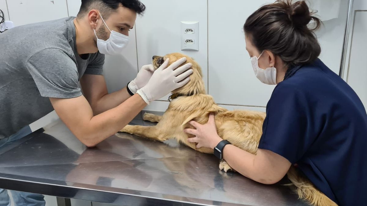 Suspeito de agredir cão com cabo de rodo por ele 'fazer bagunça' é preso em Goiânia