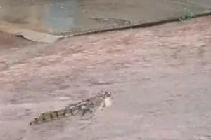 Jacaré é filmado ao tentar nadar em enxurrada de Porangatu