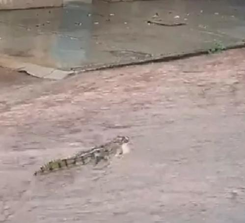 Jacaré é filmado ao tentar nadar em enxurrada de Porangatu