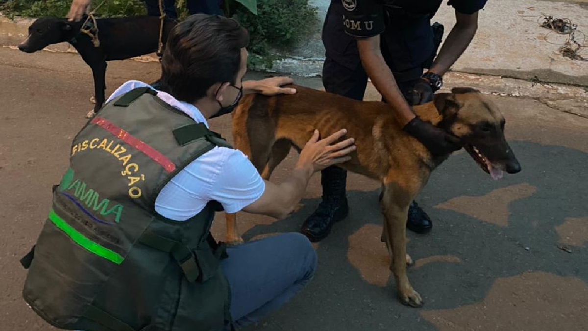 "Latia demais": detido suspeito de amarrar e arrastar cachorro em motocicleta, em Goiânia