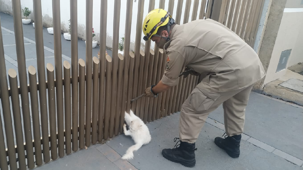 Bombeiros ajudam gato que ficou mais de 20 minutos com patas presas em portão em Goianésia