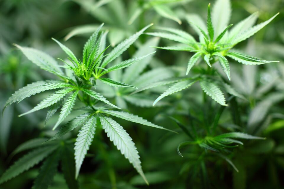 Dentista faz pesquisa na internet sobre como comprar maconha e perde R$ 200 mil