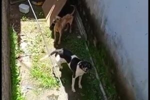 Vizinhos denunciam abandono de dois cães sem água e comida na Vila Alzira em Aparecida (Foto: Leitor Mais Goiás)