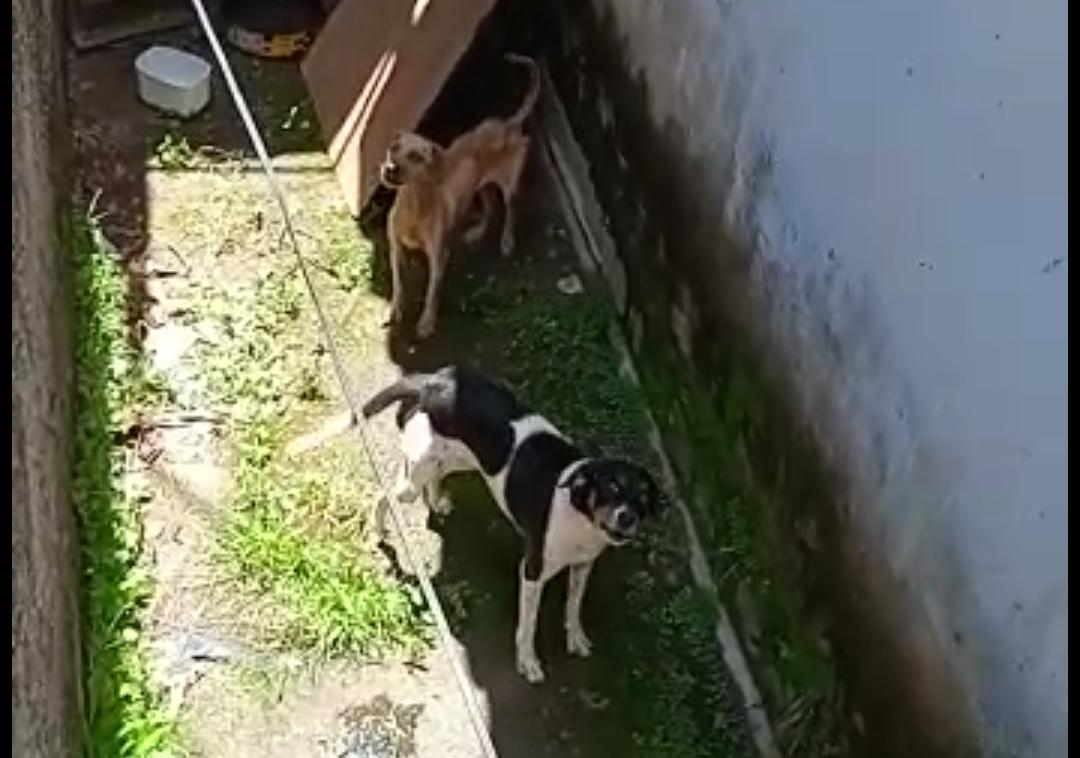 Vizinhos denunciam abandono de dois cães sem água e comida na Vila Alzira em Aparecida (Foto: Leitor Mais Goiás)
