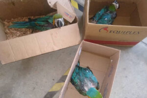 Filhotes de arara são resgatadas em situação de maus-tratos em Niquelândia