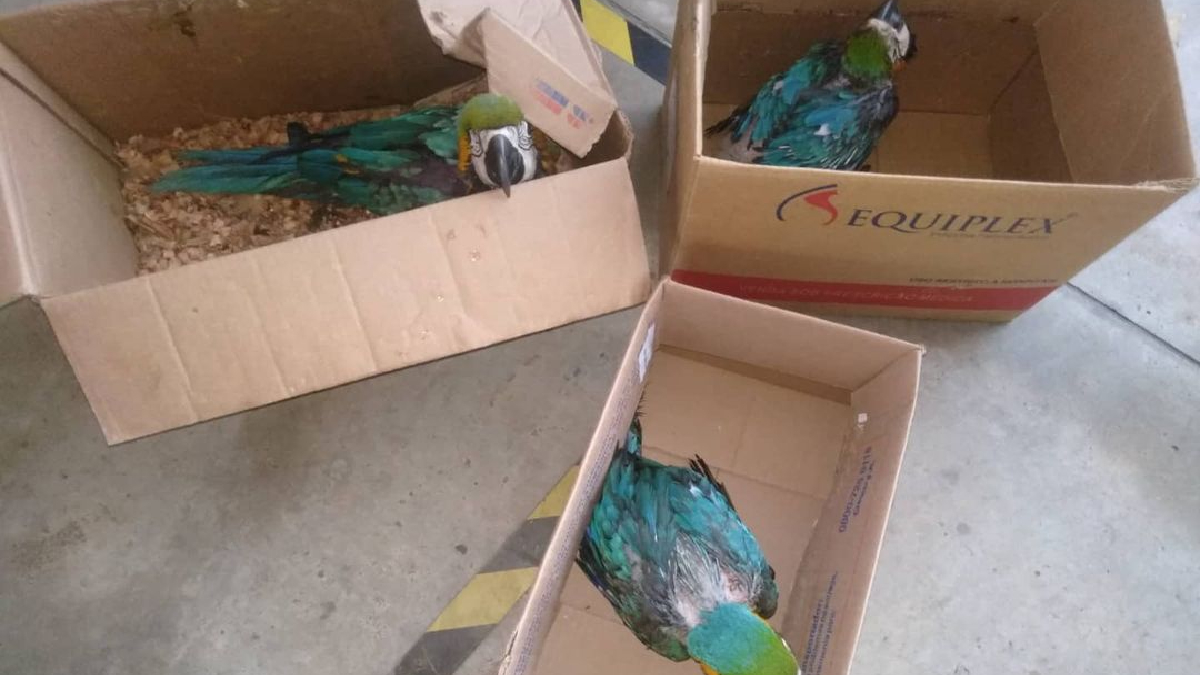 Filhotes de arara são resgatadas em situação de maus-tratos em Niquelândia