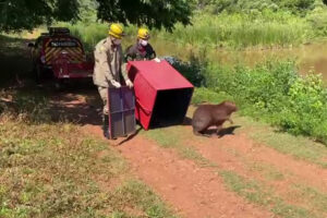 Bombeiros resgatam capivara que entrou em comércio de Nerópolis