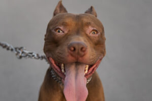 Dona do cachorro havia deixado o portão de casa aberto Pitbull mata cachorro e ataca criança de 5 anos, em Goianésia